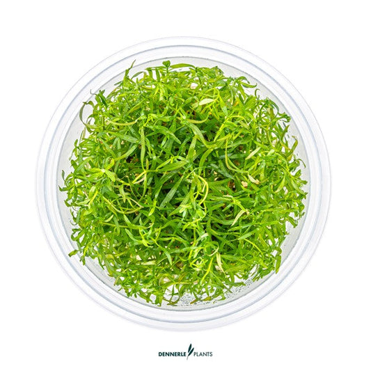 Ludwigia arcuata | Feinblättrige rote Stängelpflanze InVitro
