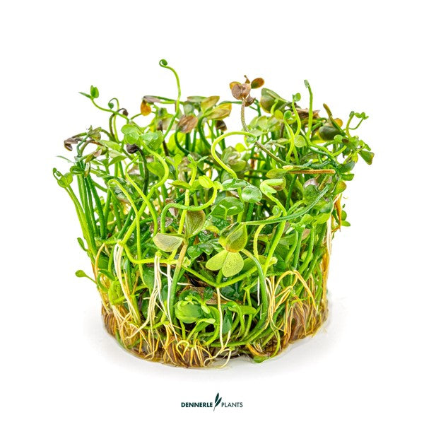 Marsilea hirsuta | Variabler Bodendecker InVitro
