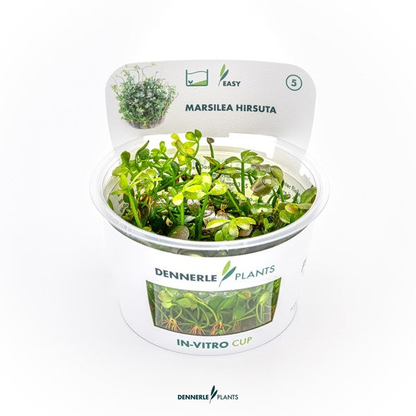 Marsilea hirsuta | Variabler Bodendecker InVitro