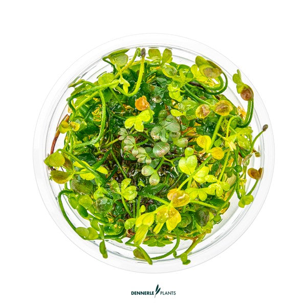 Marsilea hirsuta | Variabler Bodendecker InVitro