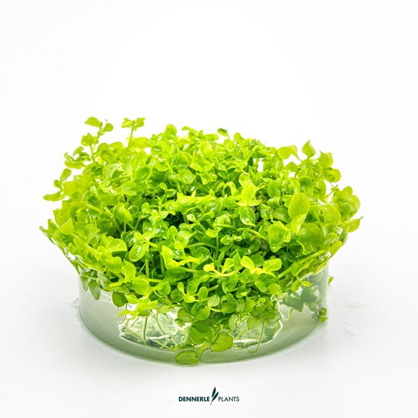 Micranthemum tweediei ‘Monte Carlo’ | Kriechender Bodendecker InVitro