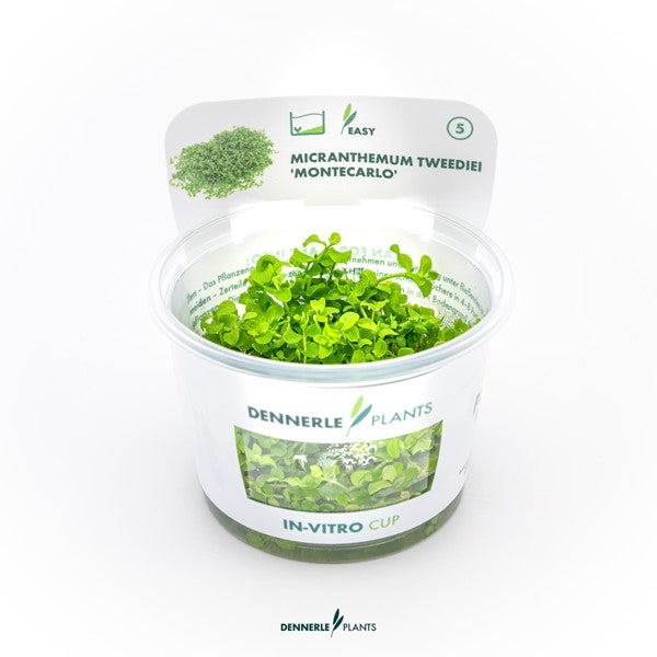 Micranthemum tweediei ‘Monte Carlo’ | Kriechender Bodendecker InVitro