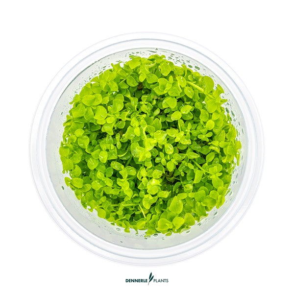 Micranthemum tweediei ‘Monte Carlo’ | Kriechender Bodendecker InVitro