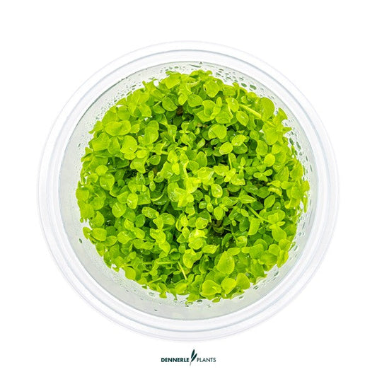 Micranthemum tweediei ‘Monte Carlo’ | Kriechender Bodendecker InVitro