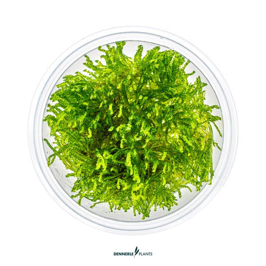 Taxiphyllum alternans ‘Taiwan’ | Feines Aufsitzmoos InVitro