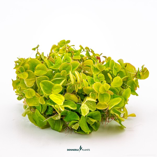 Phyllanthus fluitans | Rötliche Schwimmpflanze InVitro