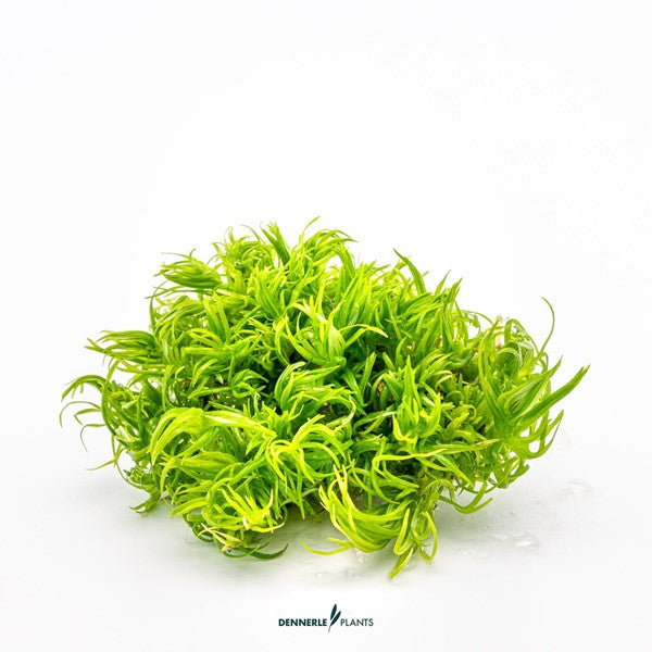 Pogostemon deccanensis | Feinblättrige Stängelpflanze InVitro