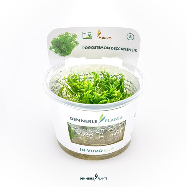 Pogostemon deccanensis | Feinblättrige Stängelpflanze InVitro
