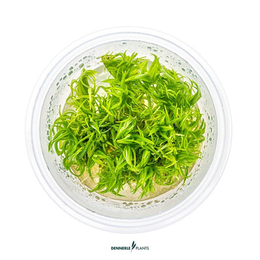 Pogostemon deccanensis | Feinblättrige Stängelpflanze InVitro