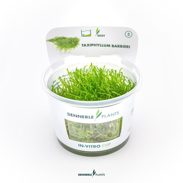 Taxiphyllum barbieri | Klassisches Javamoos InVitro