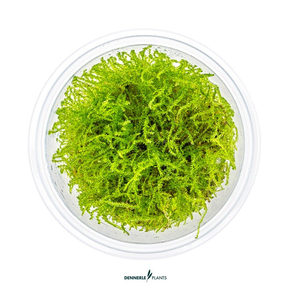 Taxiphyllum barbieri | Klassisches Javamoos InVitro