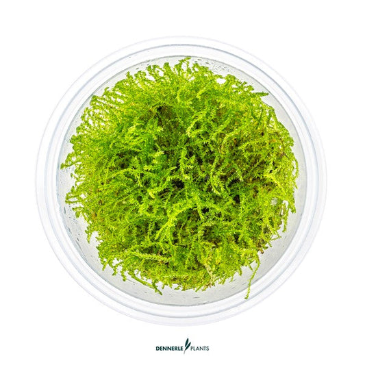 Taxiphyllum barbieri | Klassisches Javamoos InVitro