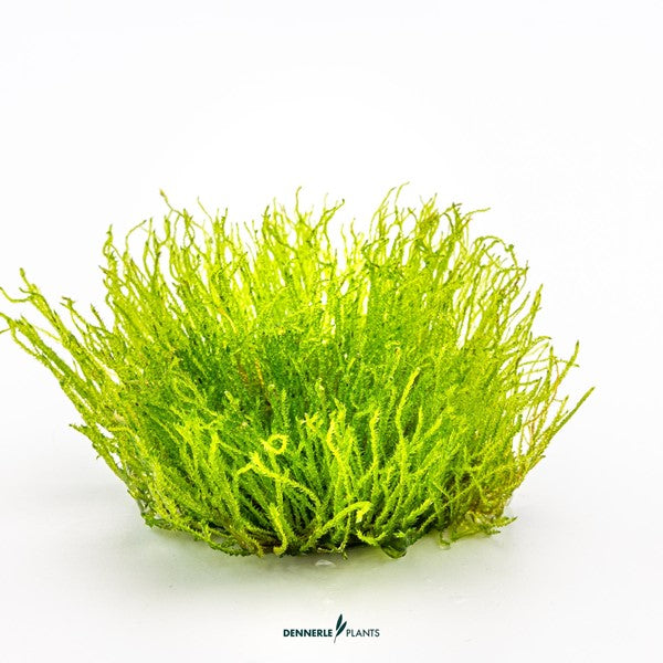 Taxiphyllum spec. ‘Giant’ | Großwüchsiges Aquarienmoos InVitro