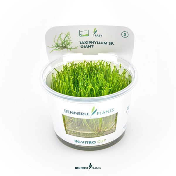 Taxiphyllum spec. ‘Giant’ | Großwüchsiges Aquarienmoos InVitro