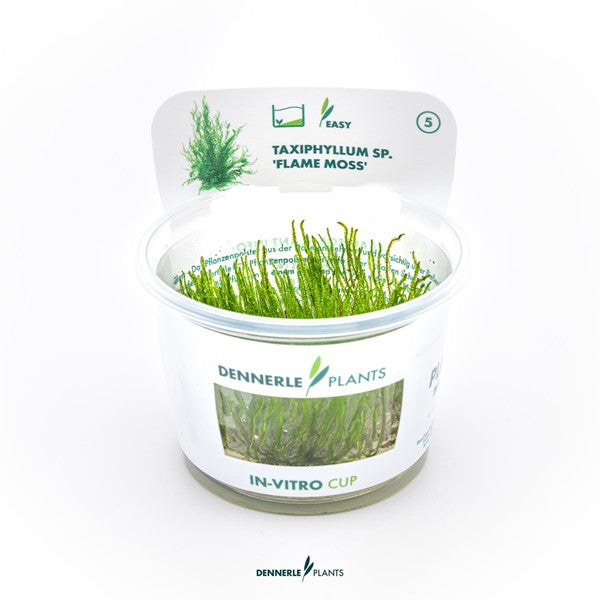 Taxiphyllum spec. ‘Flame Moss’ | Flammenförmiges Aquarienmoos InVitro