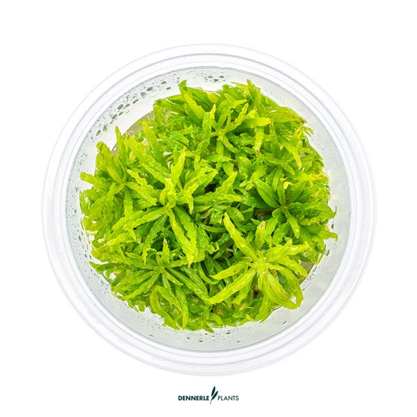 Pogostemon helferi | Strukturpflanze mit gewellten Blättern InVitro