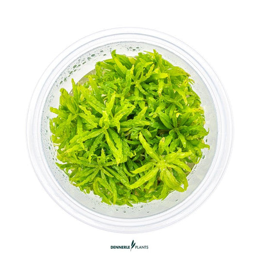 Pogostemon helferi | Strukturpflanze mit gewellten Blättern InVitro