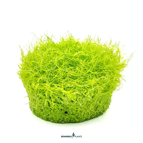 Utricularia graminifolia | Feiner Bodendecker InVitro