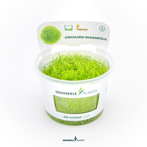 Utricularia graminifolia | Feiner Bodendecker InVitro
