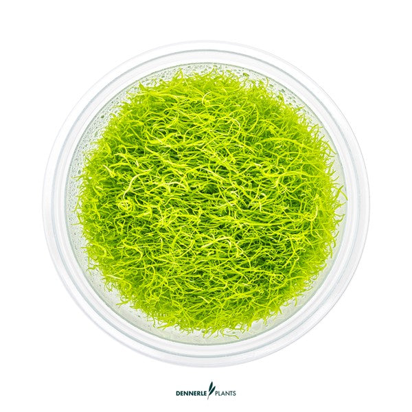 Utricularia graminifolia | Feiner Bodendecker InVitro