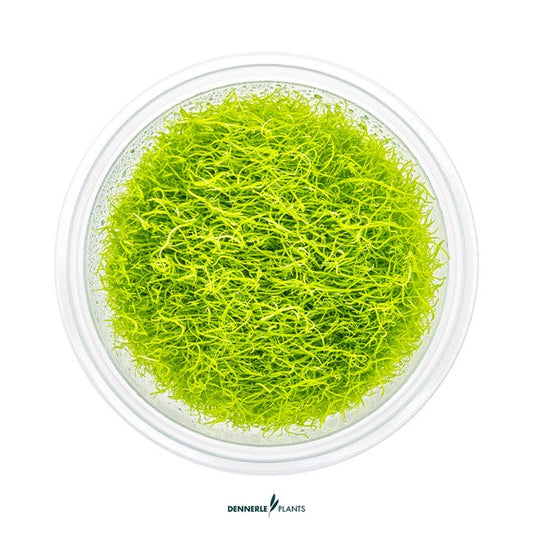 Utricularia graminifolia | Feiner Bodendecker InVitro