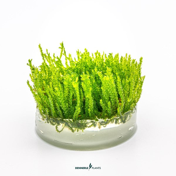 Vesicularia ferriei ‘Weeping Moss’ | Hängendes Aquarienmoos InVitro