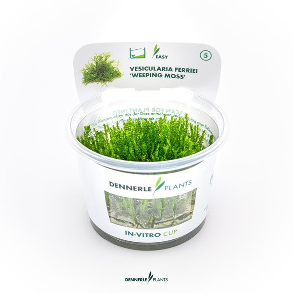 Vesicularia ferriei ‘Weeping Moss’ | Hängendes Aquarienmoos InVitro