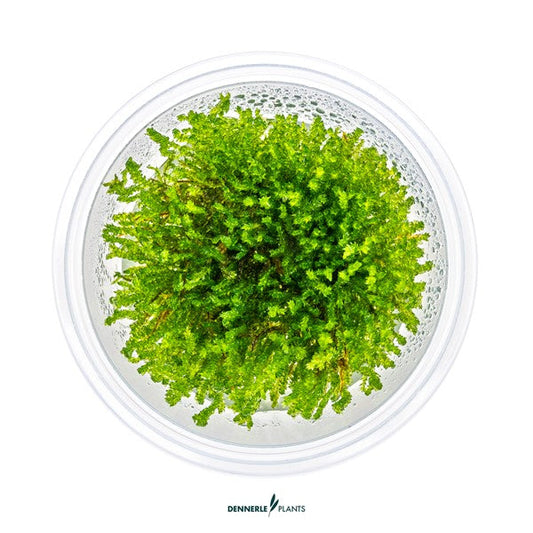 Vesicularia ferriei ‘Weeping Moss’ | Hängendes Aquarienmoos InVitro