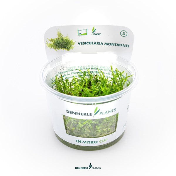 Vesicularia montagnei | Christmas Moss InVitro