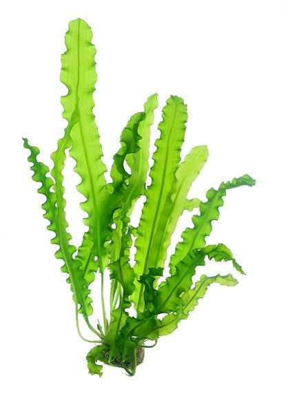 Aponogeton longiplumulosus | Gewellte Solitärpflanze für große Aquarien