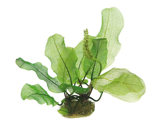 Aponogeton madagascariensis | Madagaskar-Gitterpflanze fürs Aquarium