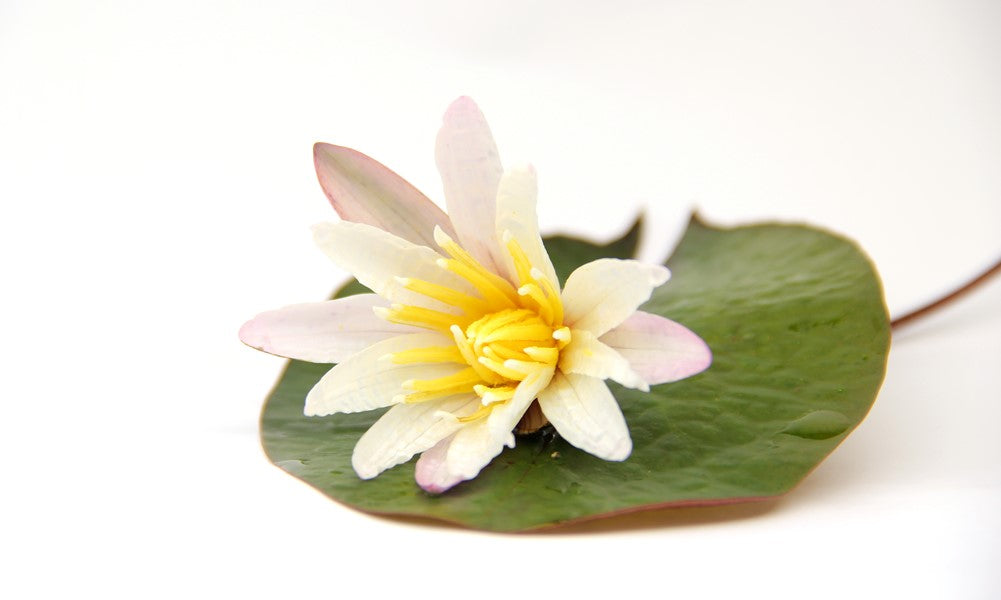 Nymphaea lotus ‘Red’ | Rote Tigerlotus fürs Aquarium