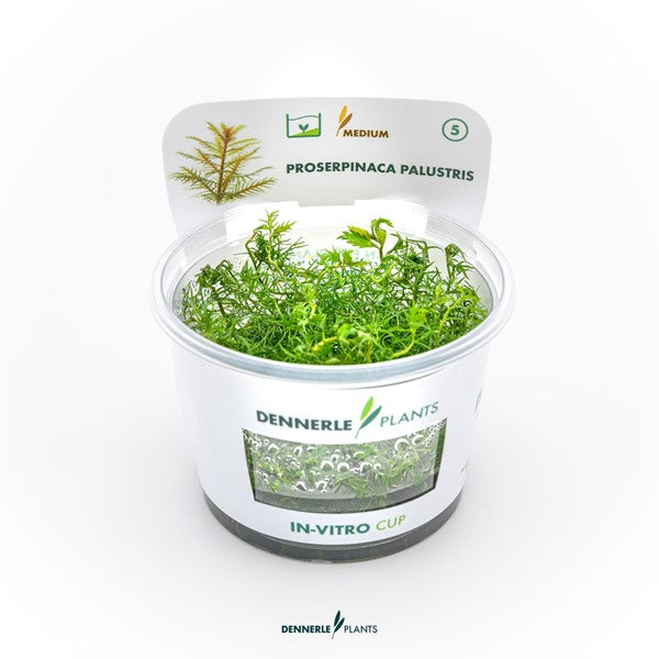 Proserpinaca palustris | Fein strukturierte Rotpflanze InVitro