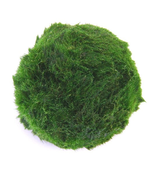 Aegagropila linnaei | Mooskugel für Aquarium & Aquascaping