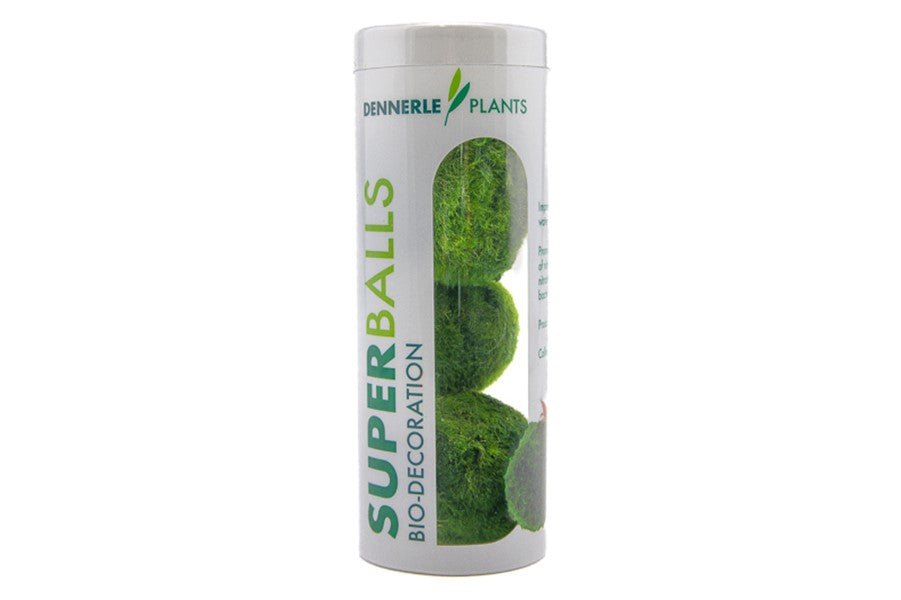 Aegagropila linnaei Superballs | Mooskugeln 3er-Pack fürs Aquarium