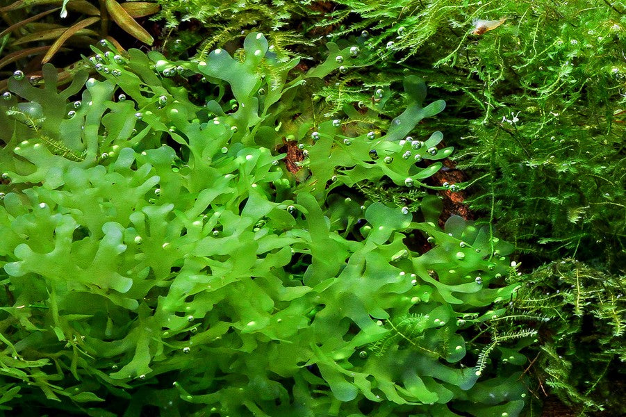 Lomariopsis lineata | Dekorativer Süßwassertang fürs Aquarium