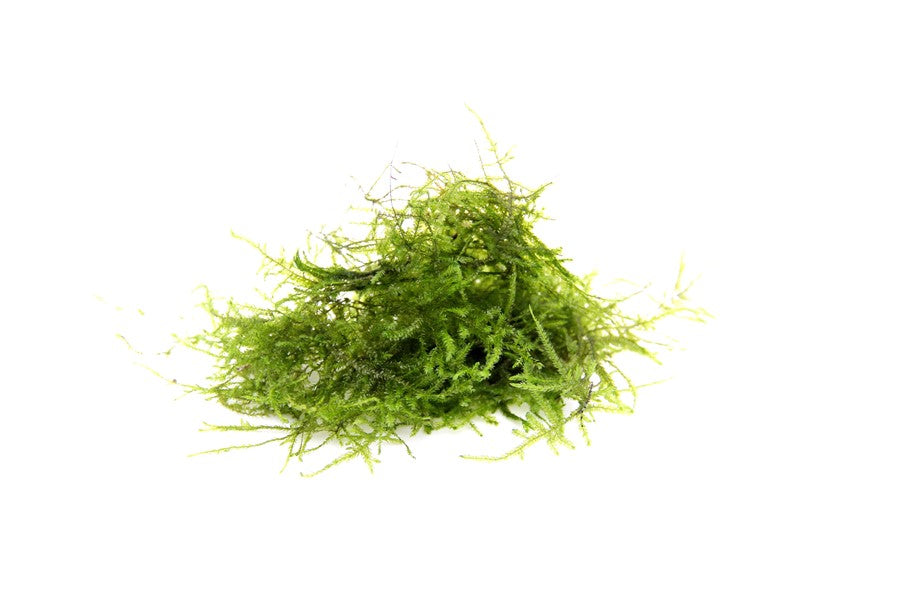 Taxiphyllum barbieri | Javamoos – Portion