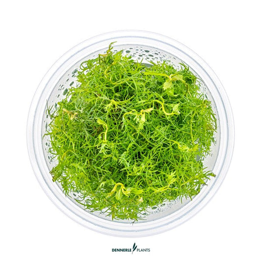 Proserpinaca palustris | Fein strukturierte Rotpflanze InVitro