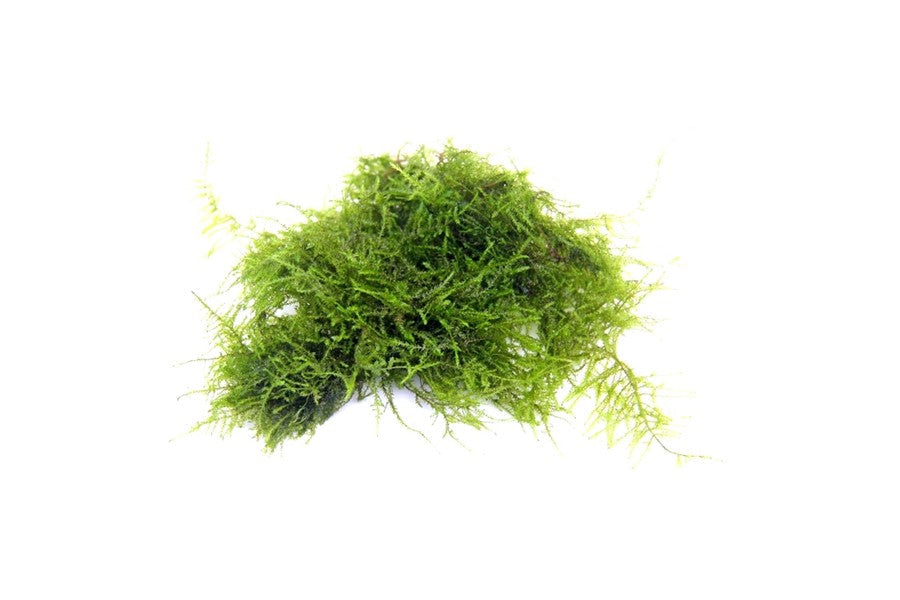 Vesicularia spec. ‘Triangle Moss’ | Strukturmoos – Portion