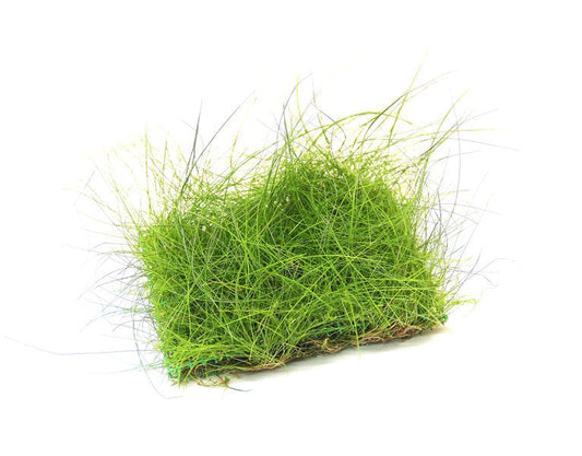 Eleocharis acicularis | Feiner Bodendecker auf Pad
