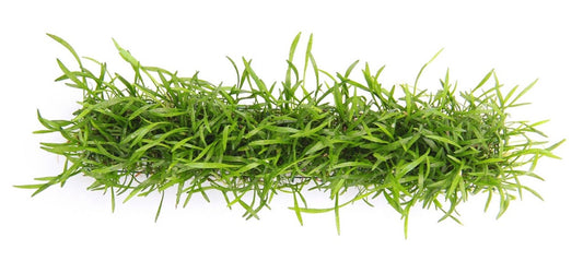 Lilaeopsis brasiliensis | Grasartiger Bodendecker auf Pad