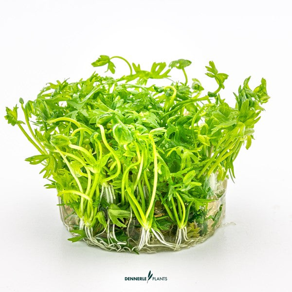 Ranunculus inundatus | Gelappte Akzentpflanze InVitro