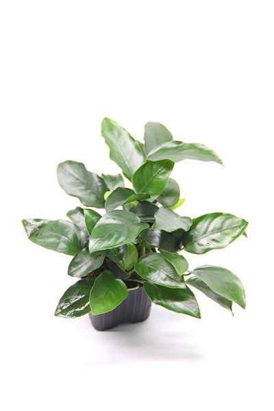 Anubias nana ‘Bigfoot’ | XL-Schaupflanze fürs Aquarium