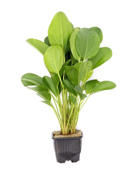 Echinodorus Dschungelstar Nr. 2 ‘Small Bear’ | XL-Schaupflanze