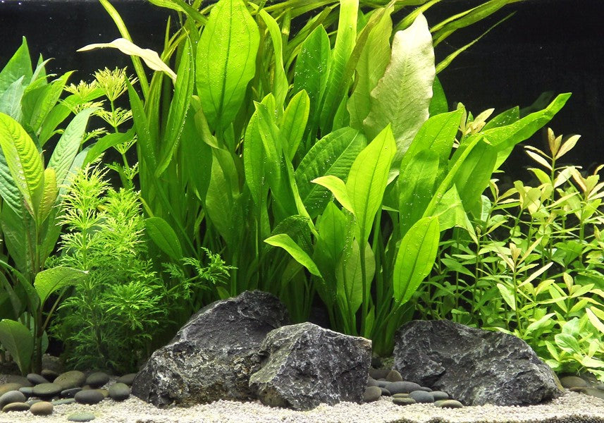 Echinodorus grisebachii ‘Bleherae’ | Klassische XL-Schaupflanze fürs Aquarium