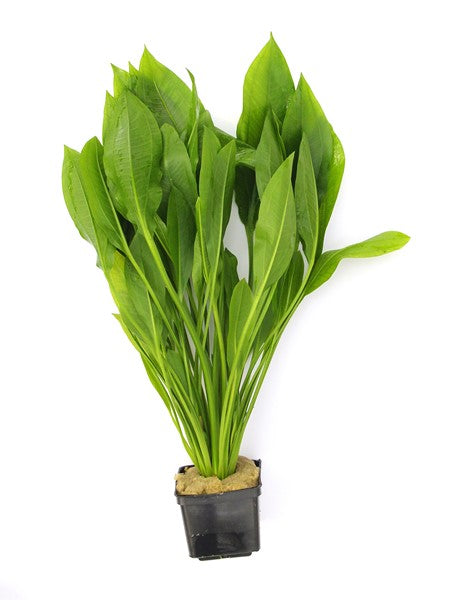 Echinodorus grisebachii ‘Bleherae’ | Klassische XL-Schaupflanze fürs Aquarium