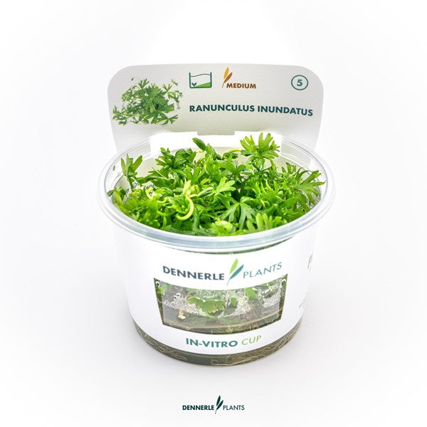Ranunculus inundatus | Gelappte Akzentpflanze InVitro