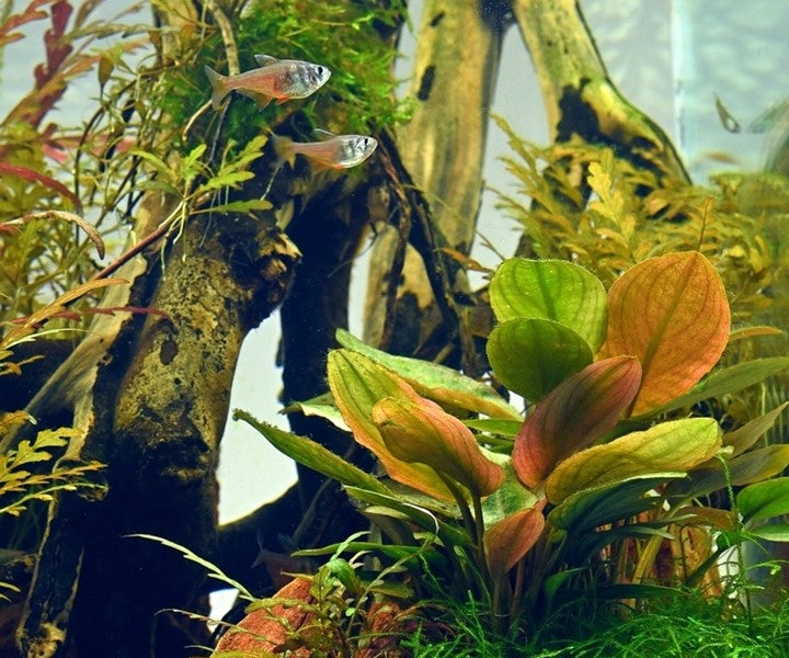 Lagenandra meeboldii ‘Rot’ | Seltene XL-Schaupflanze fürs Aquarium