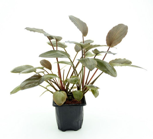 Lagenandra meeboldii ‘Rot’ | Seltene XL-Schaupflanze fürs Aquarium