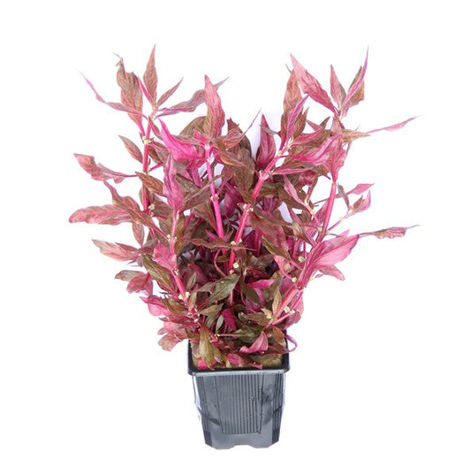 Alternanthera reineckii ‘Red Ruby’ | XXL-Schaupflanze mit intensiver Rotfärbung